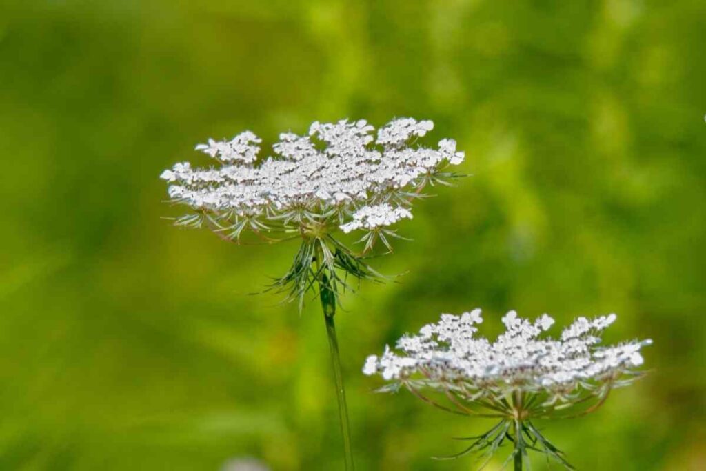 Queen Annes Lace white flower that looks like weed.