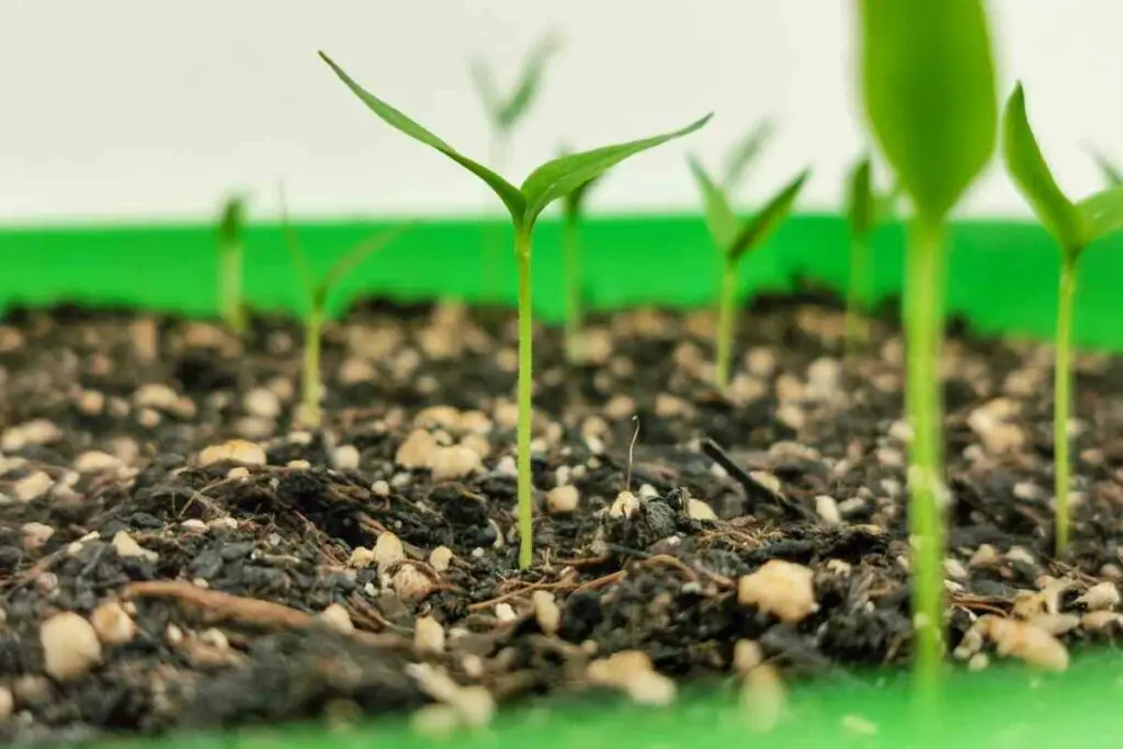 Soil Requirement Quinoa Microgreens Growing
