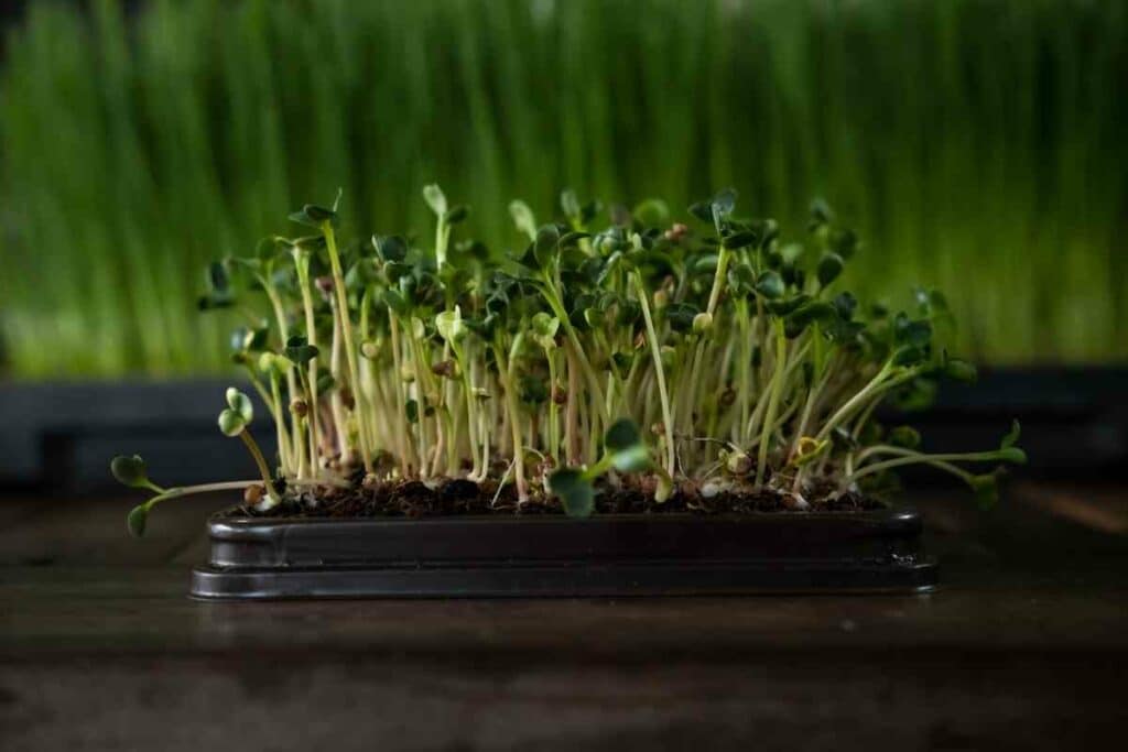 Quinoa microgreens guide