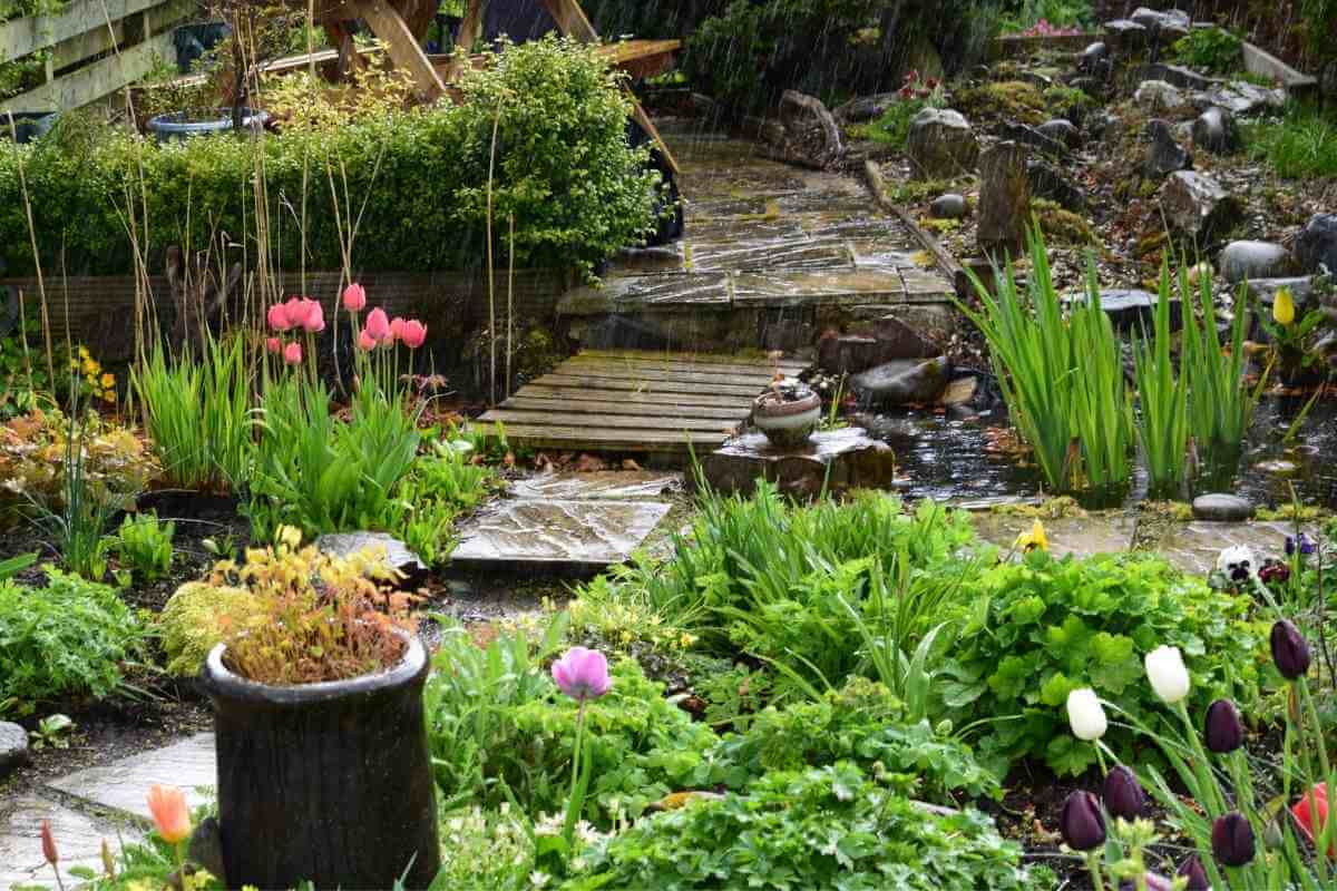 What is a Rain Garden? (All You Need to Know) Gardenia Organic
