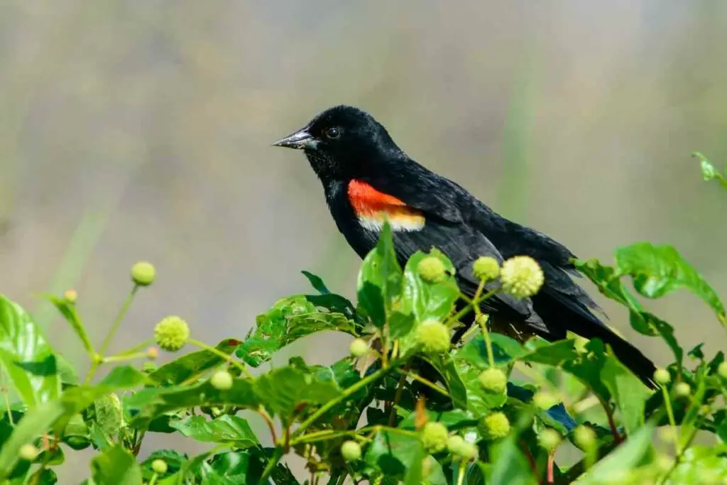 Red-winged Blackbird Backyard Birds Of Ohio