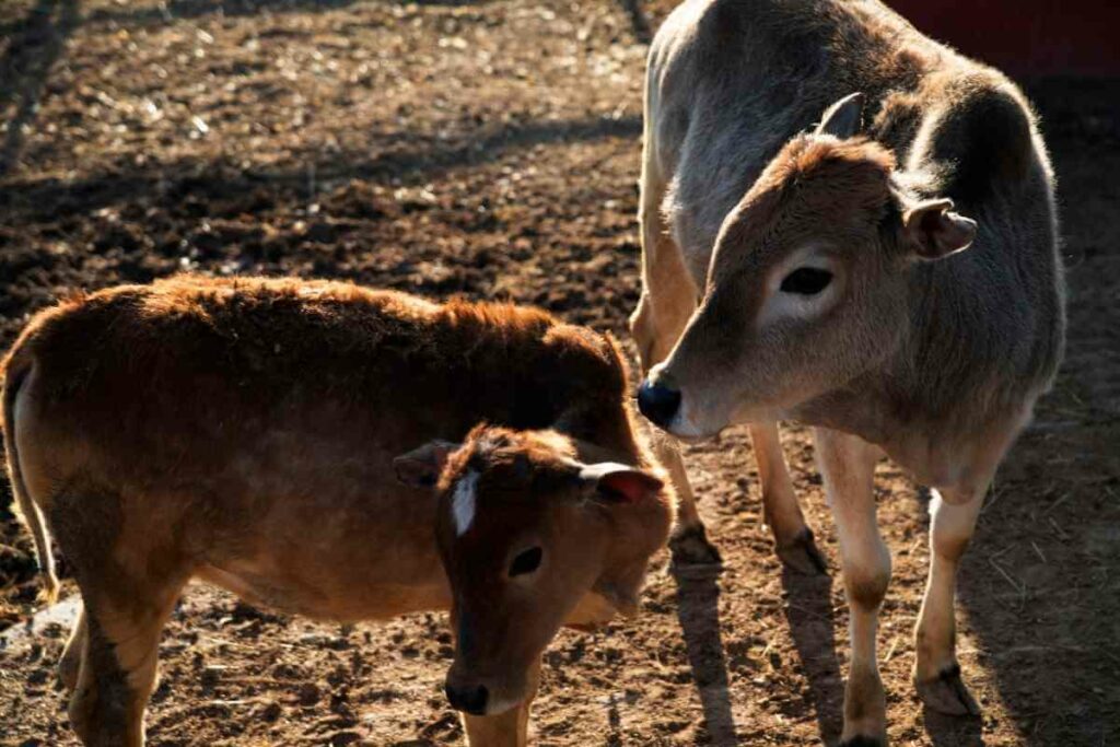 Keeping miniature cattle breed