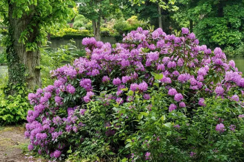 Rhododendron tall garden weed