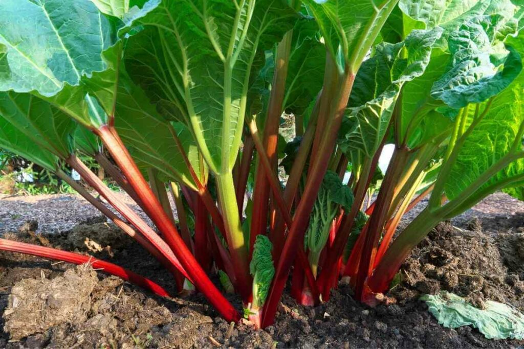 Rhubarb wilting in a garden