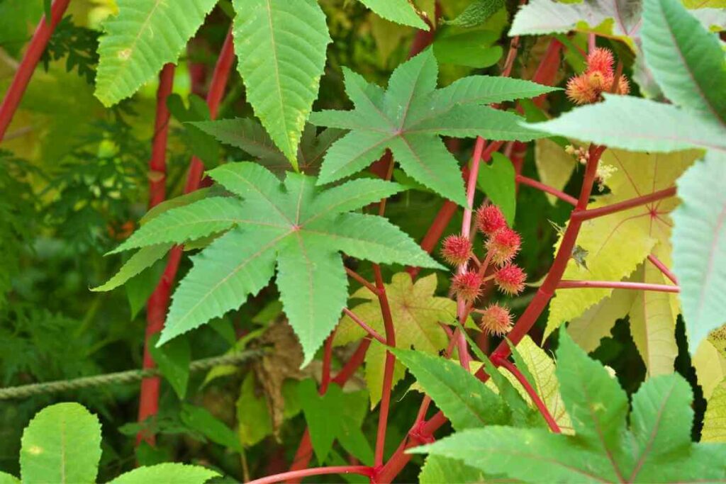 Ricinus tall garden weed