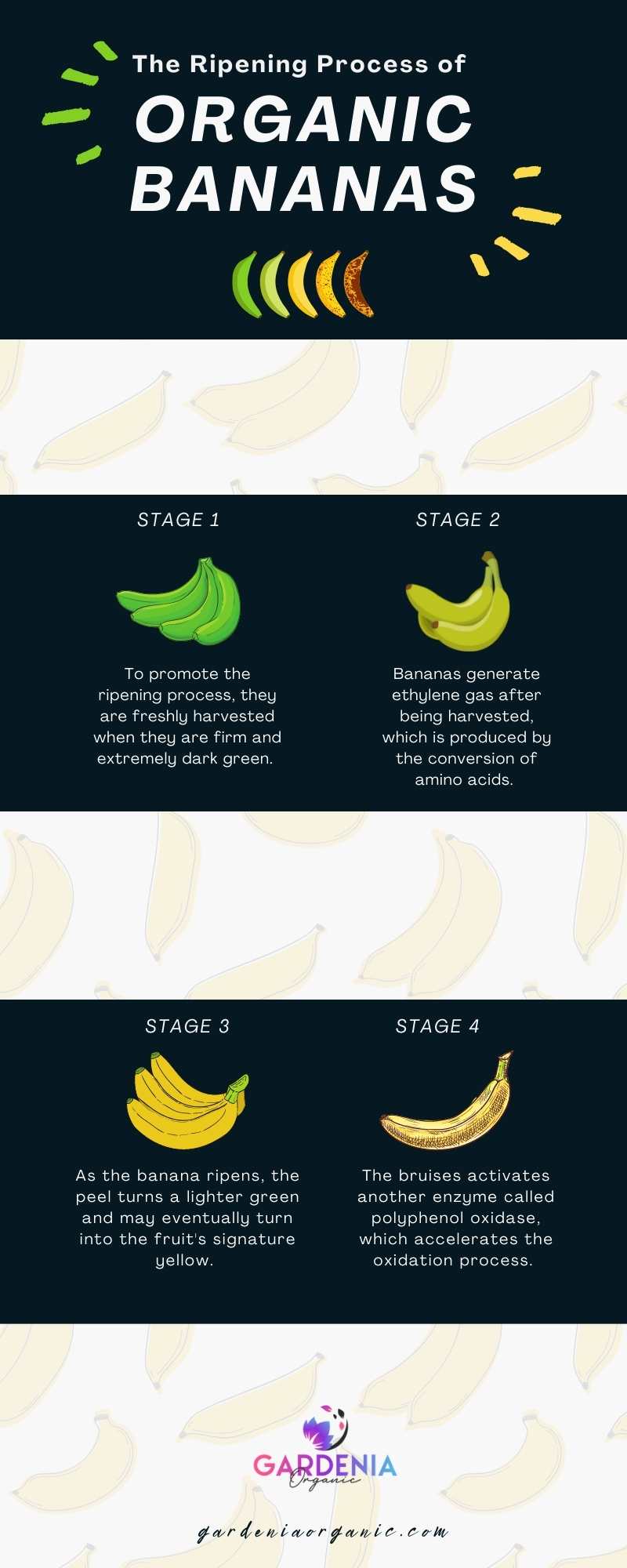 The Ripening Process of Organic Bananas