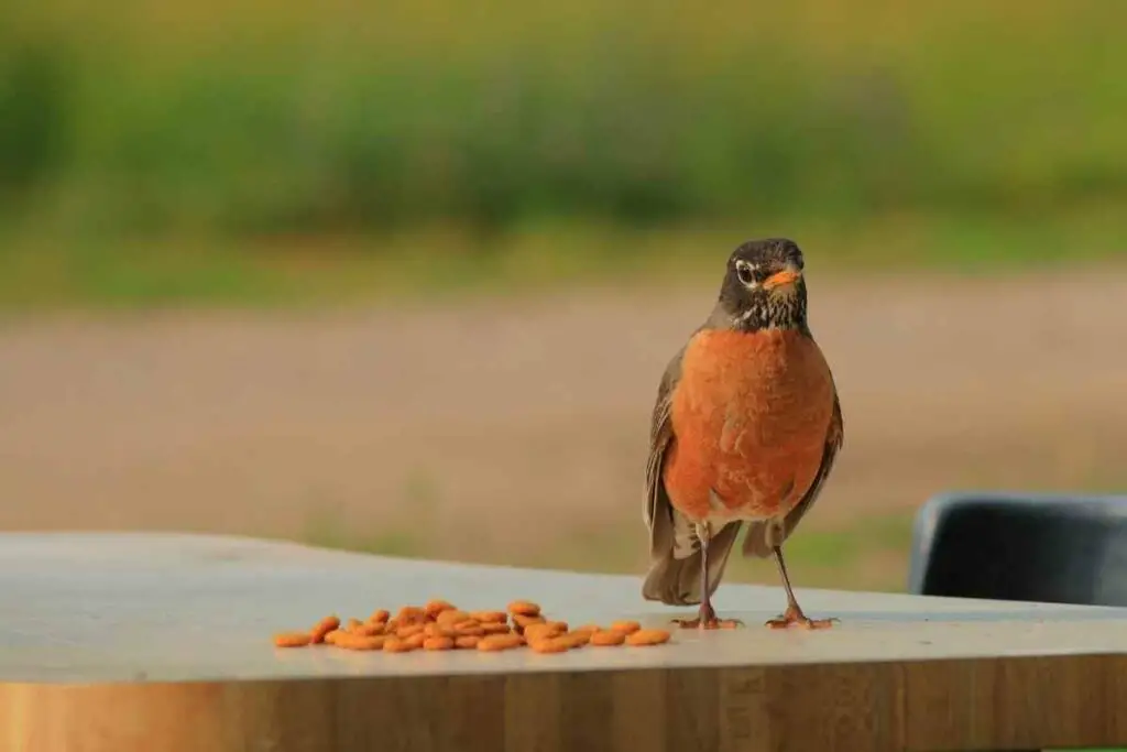 Are Robins a Sign That a Loved One Is Near?