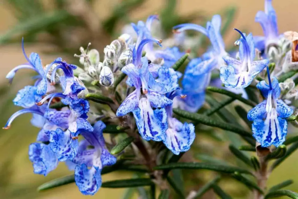 Rosemary herb with blue flowers