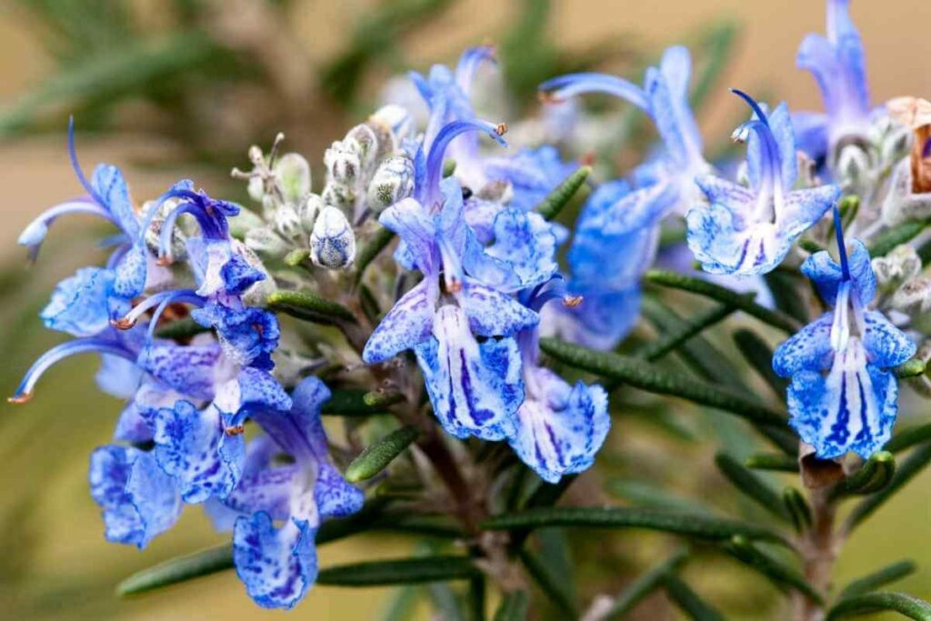 Rosemary herb with blue flowers