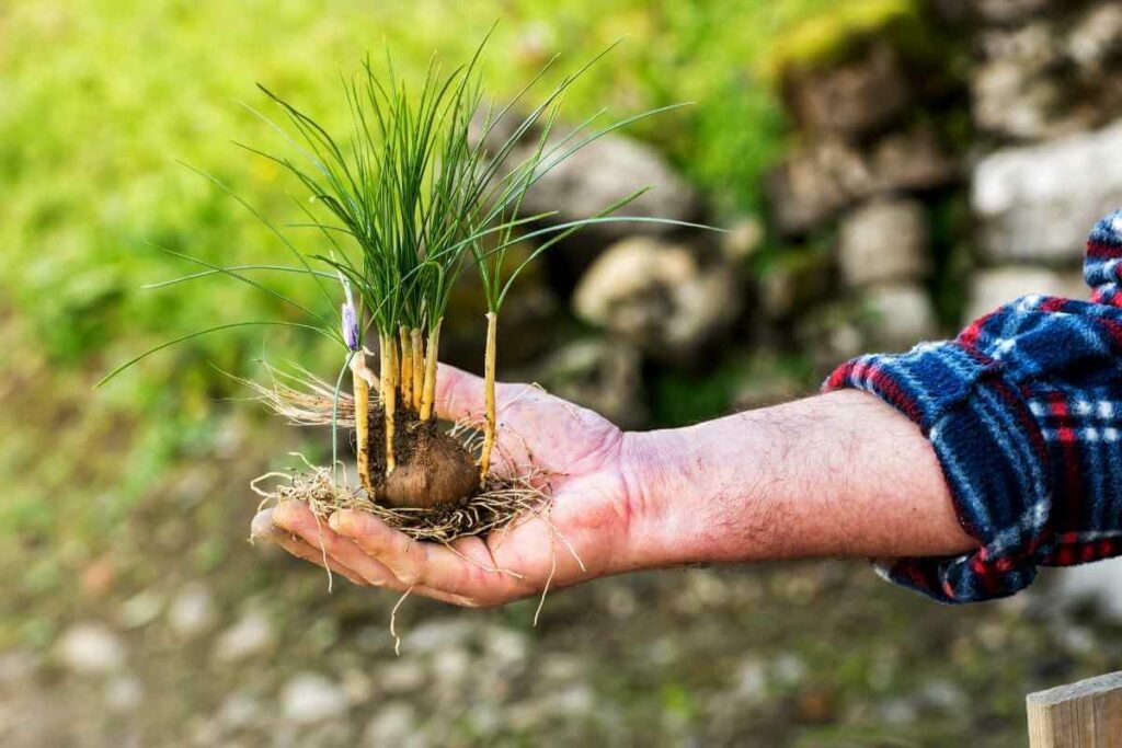 Saffron bulb in a hand