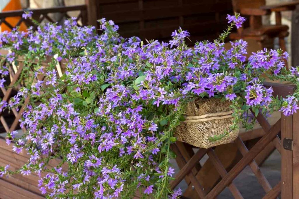 Scaevola aemula flower for pots