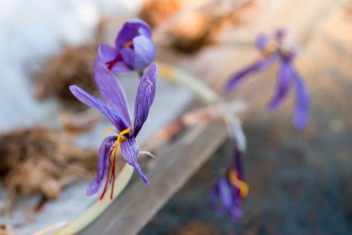 How To Grow Saffron Hydroponically Gardenia Organic