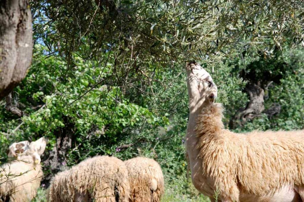 Sheep damaging the tree