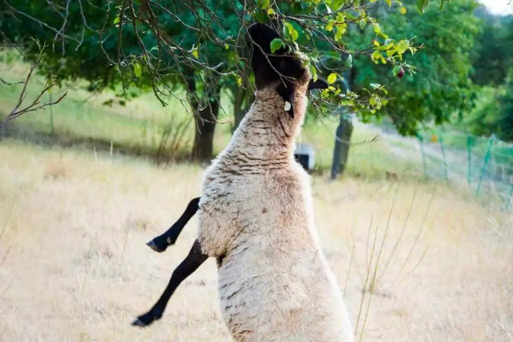 Sheep is standing and eating fruit trees