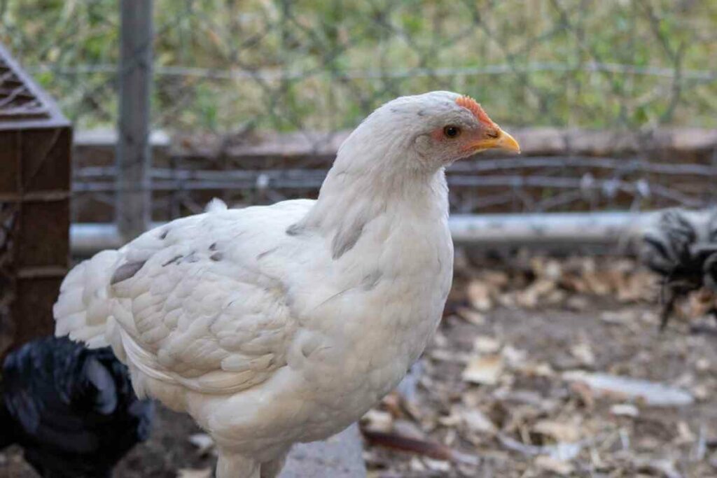 Silverudd Blue chickens lay green eggs