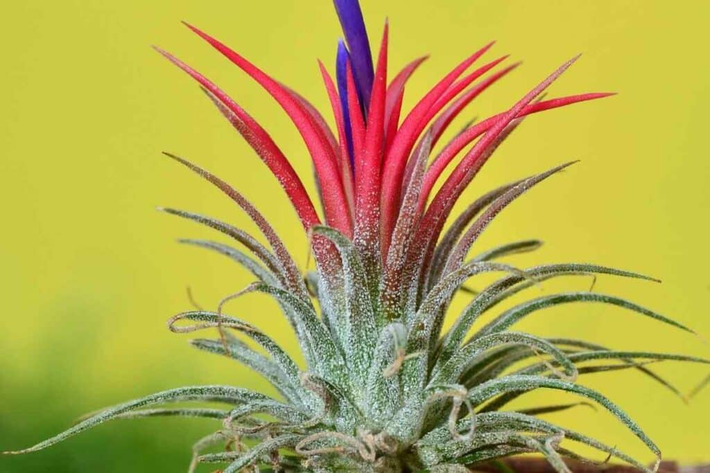 Indoor sky Plant with red flowers