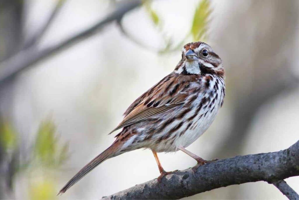 Song Sparrow Backyard Birds Of Ohio