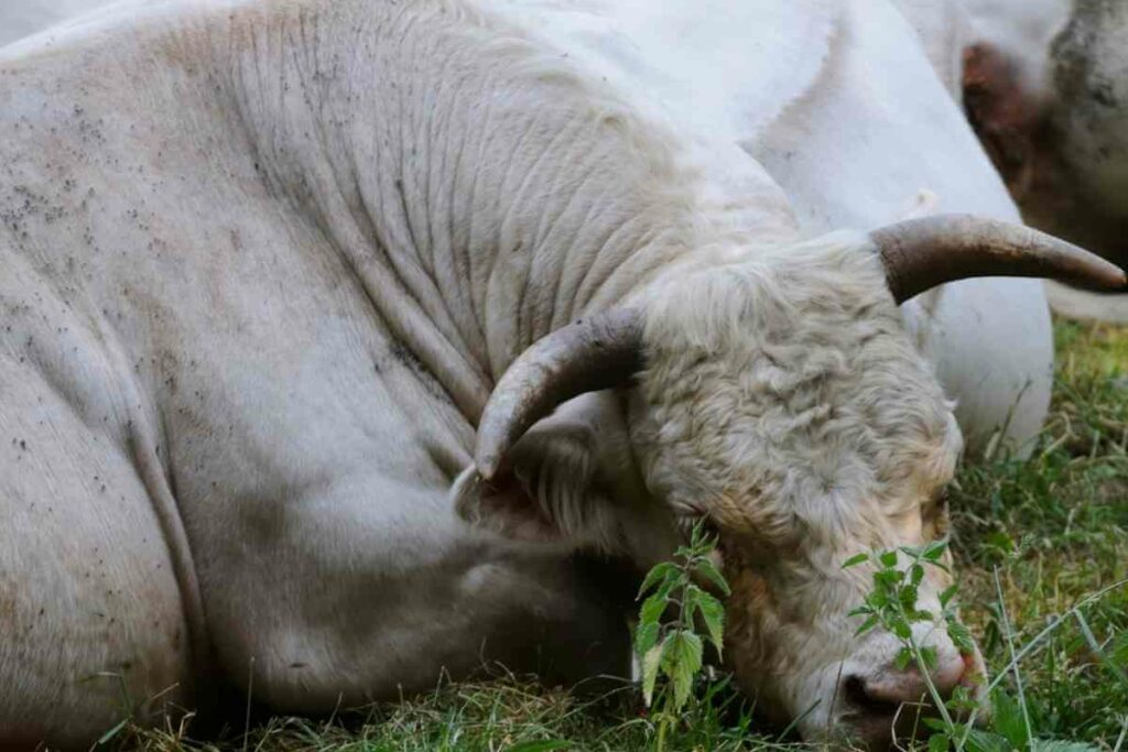 Square Meters miniature cattle breed