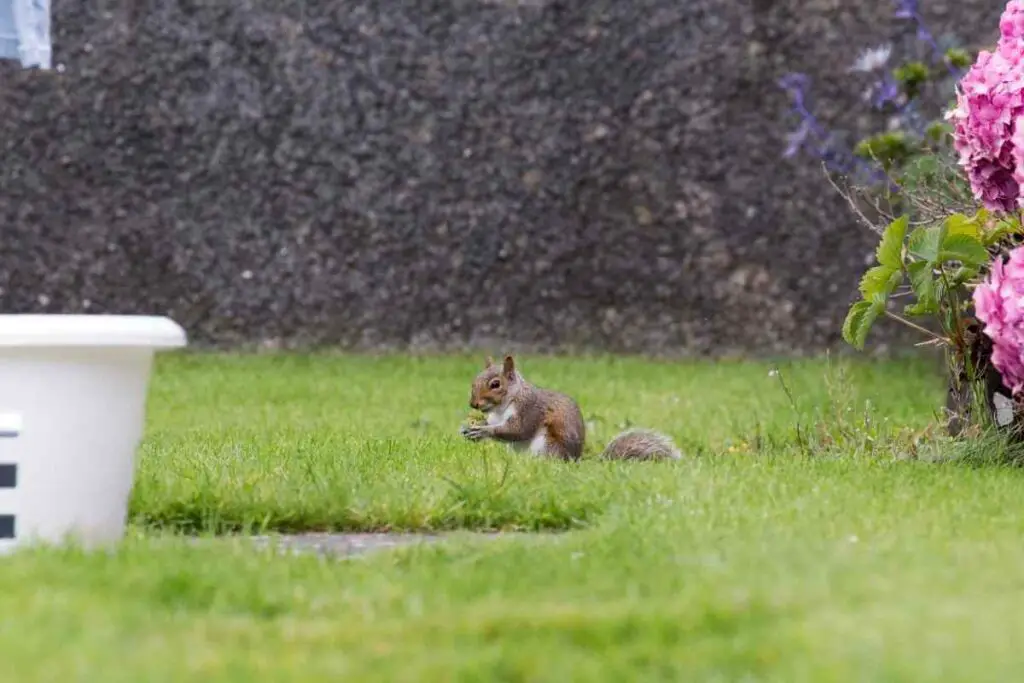 Squirrel eating in a garden