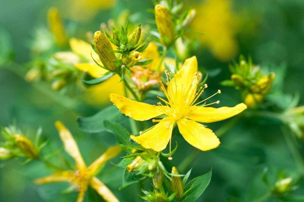 St John's Wort flower that looks like weed.