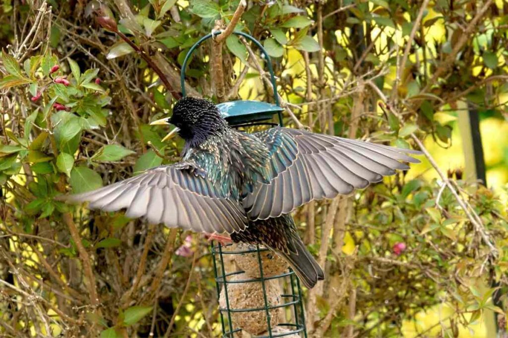 Do Starlings Migrate?