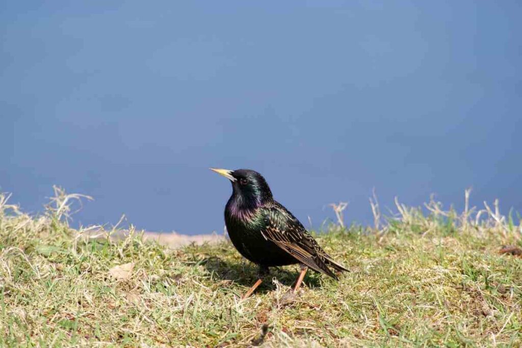 Returning To Nesting Grounds sterlings