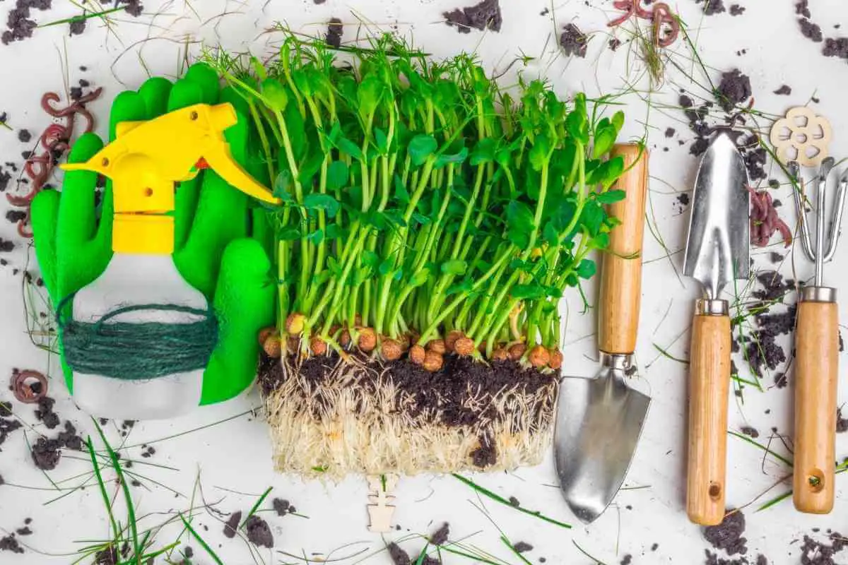 How To Start Microgreen At Home (DIY Microgreen Setup)