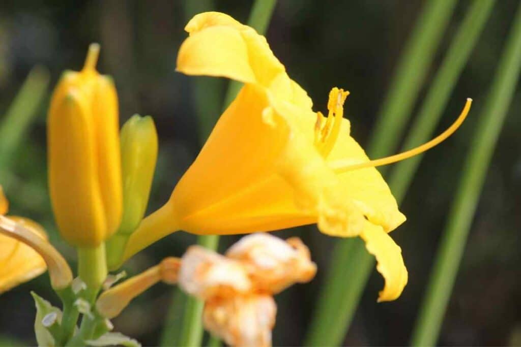 Stella d’Oro Daylily yellow type spring flower