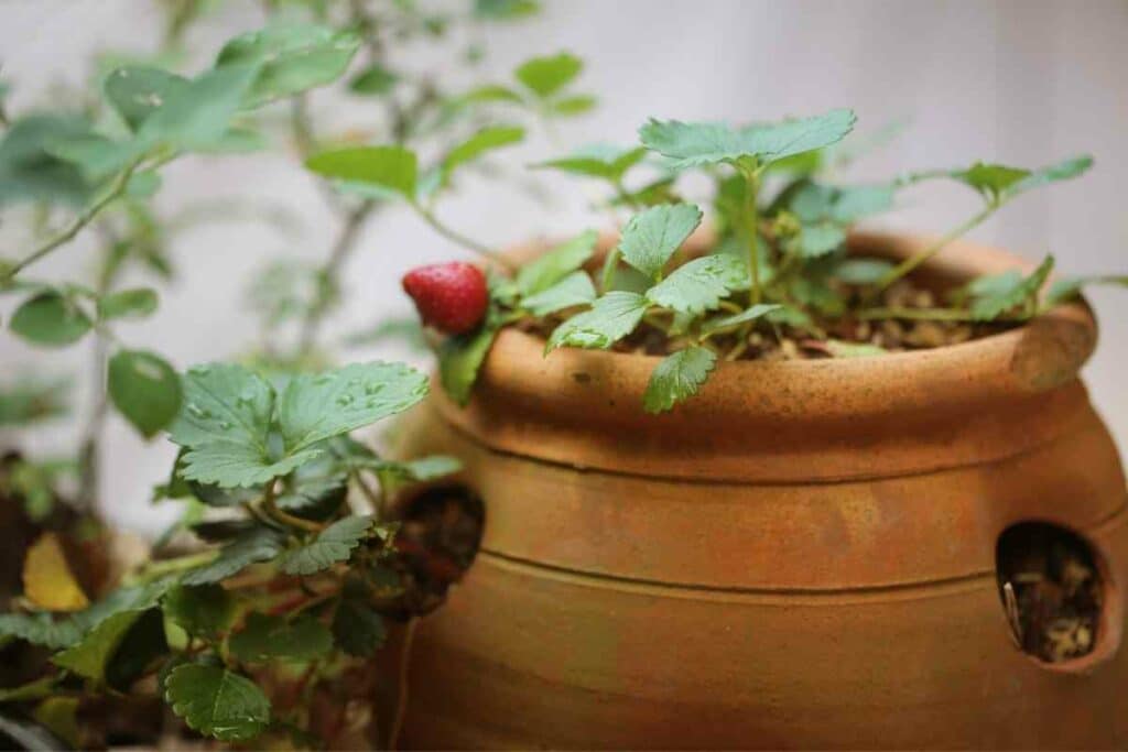 Strawberries in a pot