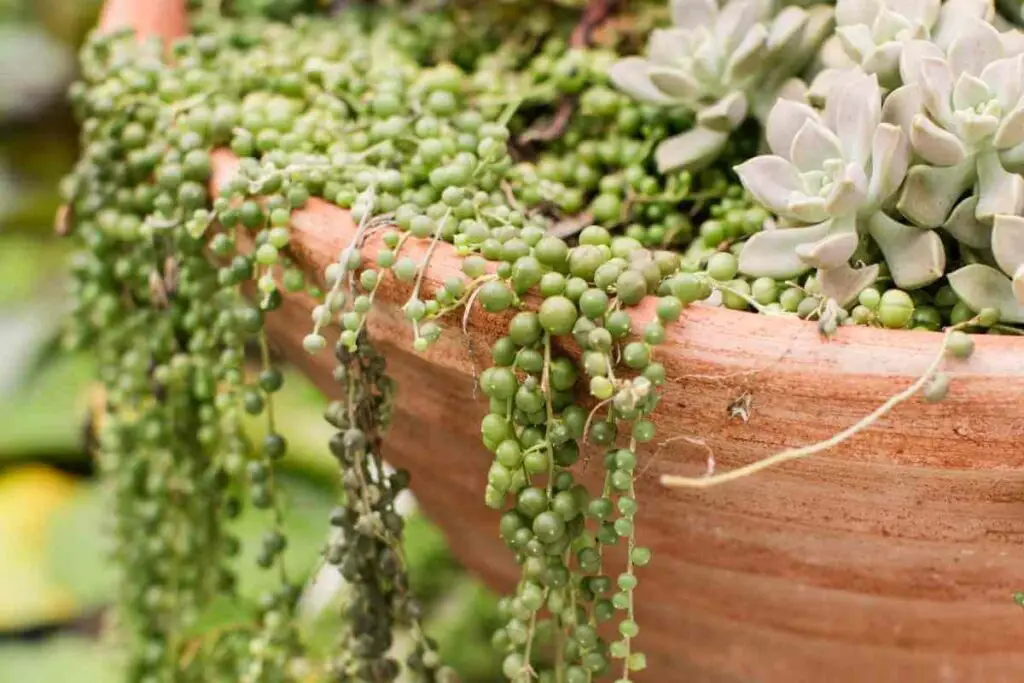 String of pearls plant for pots
