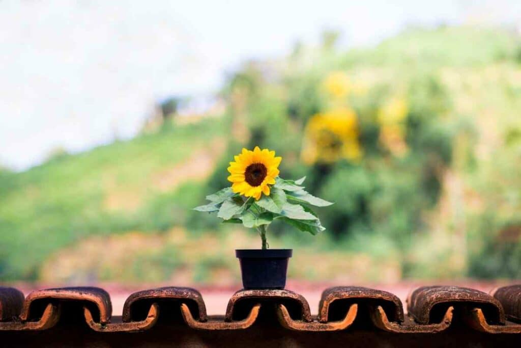 Sunflower in a pot