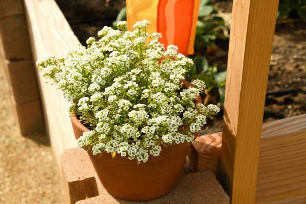 Sweet alyssum plant for pots