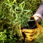 Best Tarragon Companion Plants