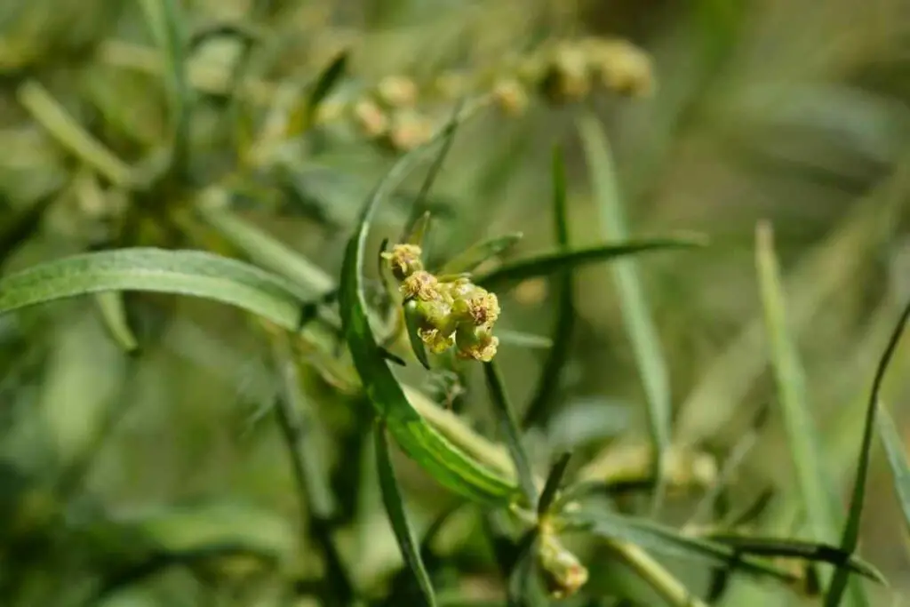 Tarragon herb flower