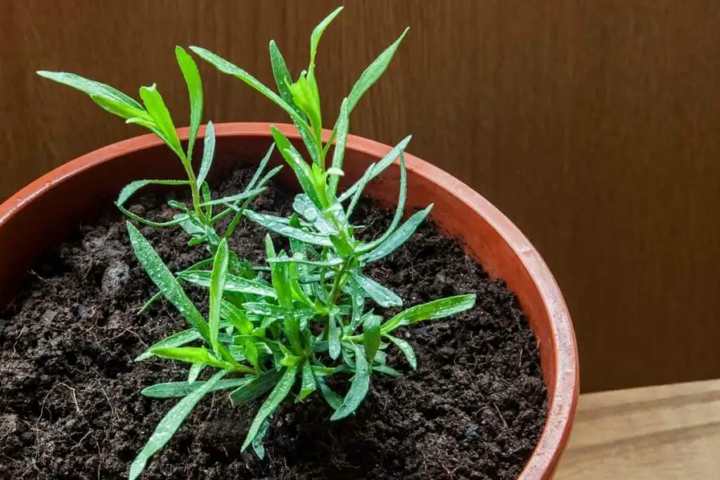 Tarragon herb in a pot