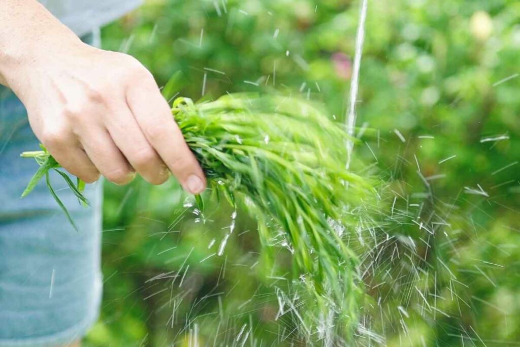 Washing herbs