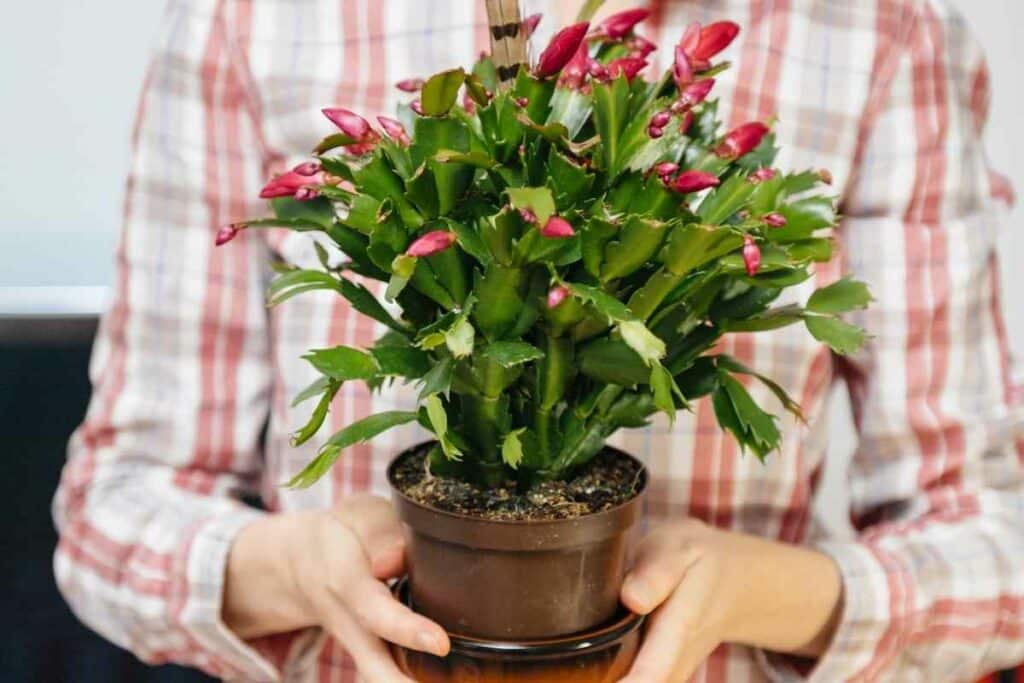 Schlumbergera truncata