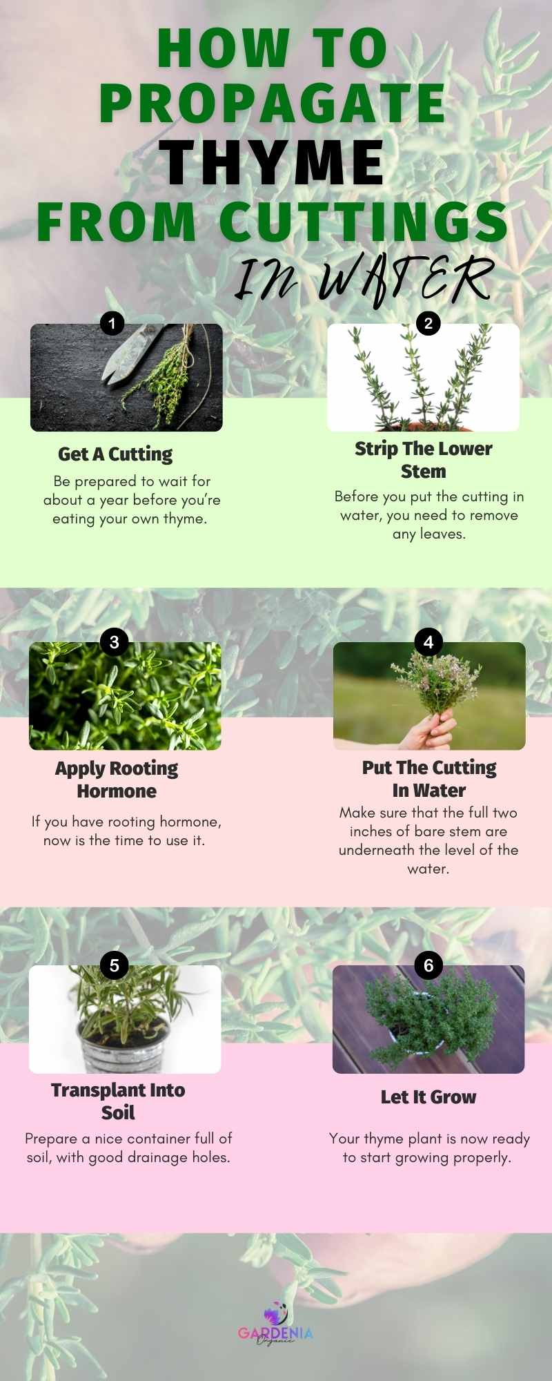 Infographics How to Propagate Thyme from Cuttings in Water