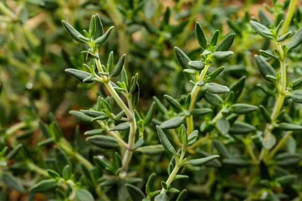 Thyme cuttings water tips