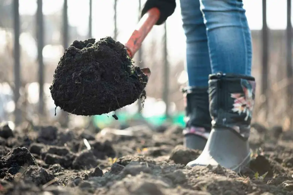 Topsoil vs Garden Soil for Grass: Which is Better?