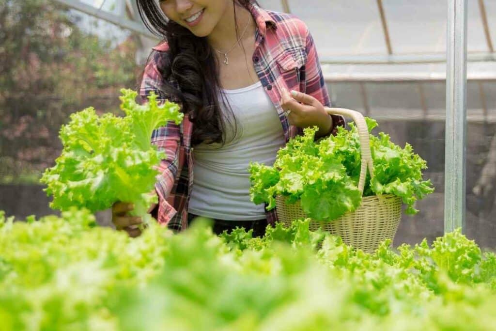 Tower Garden vs. Lettuce Grow: Which is better