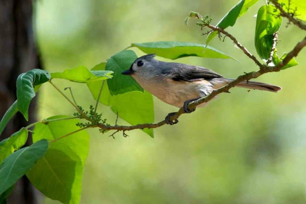 Tufted Titmouse Backyard Bird Of Ohio