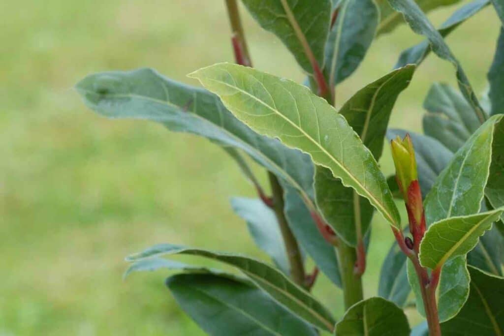 Types of bay laurel plant