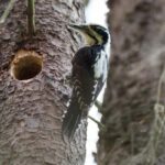 9 Beautiful Types Of Woodpeckers In Wisconsin