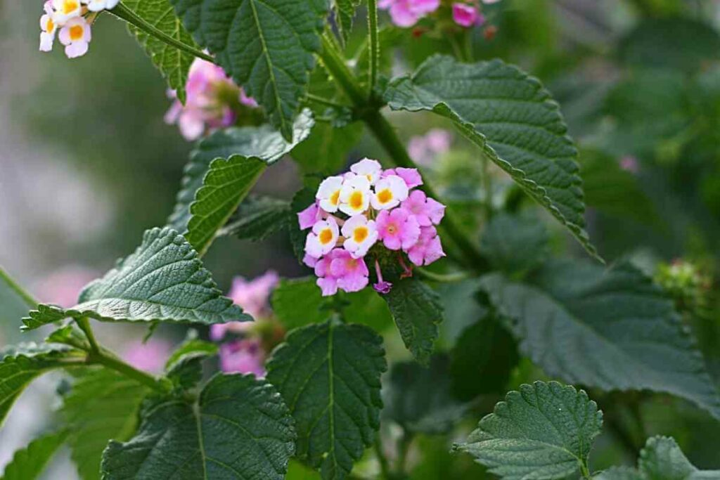 Verbena plant for pots