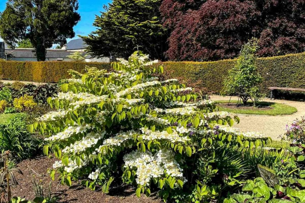 Viburnum shrubs in backyard