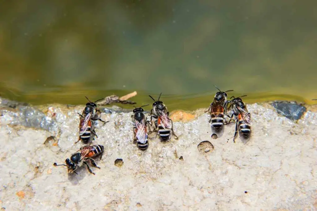 Bees drinking water from bee water station