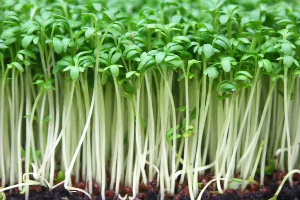 Best time to plant watercress