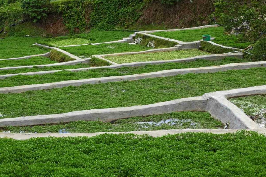 Eating watercress from a pond is possible