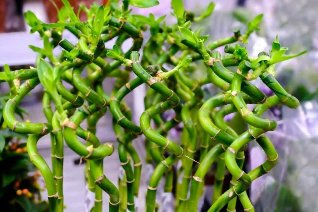 Watering requirements Bamboo plant